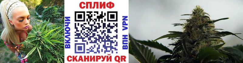 Конопля сатива Ирбит